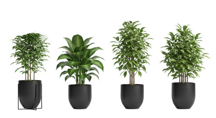 Four potted plants with green leaves in black pots arranged in a row on a black background