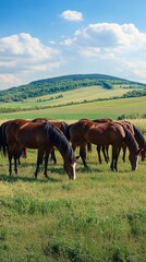 Serene pastoral landscape with majestic horses grazing peacefully on lush green meadow, rolling hills and fluffy white clouds creating a tranquil summer countryside scene