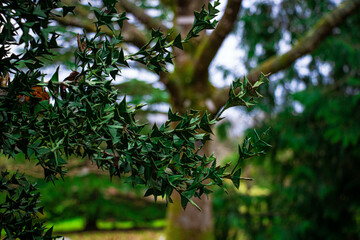 A bush of prickly Colletia paradoxa