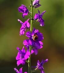 Close-up of the flowers of the Oriental larkspur (delphinium) consolida plant.