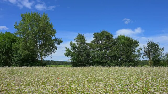 Buchweizen, Feld, Baum, Himmel, Sommer, Waldbrunn, Neckar Odenwald Kreis, Baden-W&uuml;rttemberg