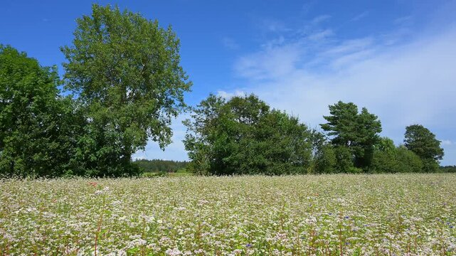 Buchweizen, Feld, Baum, Himmel, Sommer, Waldbrunn, Neckar Odenwald Kreis, Baden-W&uuml;rttemberg