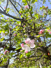 White blossoms on tree branches in sunlight.