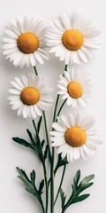 Obraz premium Five Freshly Bloomed Daisies Isolated On White, Perfect For Spring Or Summer Greetings