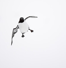 common murre bird in flight