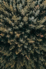Aerial view of dense pine forest canopy in Westfjords, Iceland...