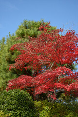 松と紅葉　秋の彩り