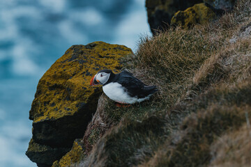 Atlantic Puffin perched on cliffside at Latrabjarg, Westfjords, Iceland...