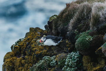 Atlantic puffin perched on a rugged coastal outcrop at Latrabjarg, Westfjords, Iceland...