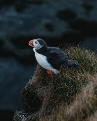 Atlantic Puffin perched on cliffside at Latrabjarg, Westfjords, Iceland...