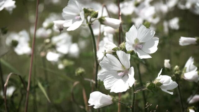 Close-up of Malva moschata f. alba (White Musk Mallow) in full bloom, gently swaying in the breeze. Filmed in Switzerland, this delicate white flower stands out against a lush green background.