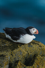 Atlantic puffin perched on mossy cliff at Latrabjarg, Westfjords, Iceland...