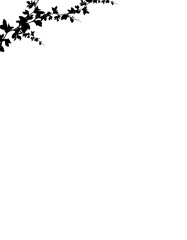 Floral branch corner element with flower and leaves.  Botanic shadows overlay.  Bare tree branches. Frames with  branches flowers. png cut out