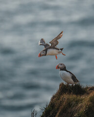 Atlantic puffins flying and perching on cliff edge at Latrabjarg, Iceland...