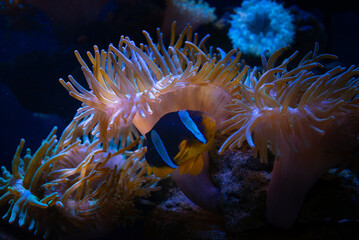 Nice sea scape aquarium with anemones and clown Amphiprion fish nature macro photography