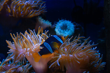 Nice sea scape aquarium with anemones and clown Amphiprion fish nature macro photography