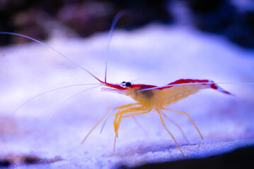 Nice sea aquarium shrimp doctor posing
