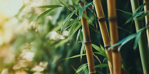 Bamboo Stalks and Lush Green Leaves in Sunlight Background with Natural Garden Ambiance