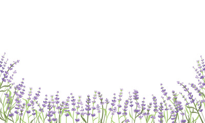 Lavender flowers background. Outlined Provence floral herbs with blooms. Vintage botanical drawing