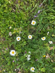daisies in the grass