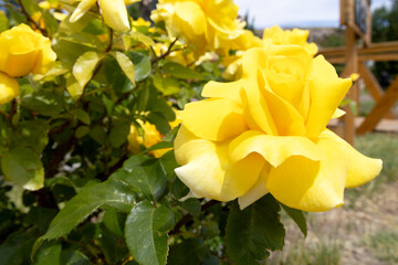 A yellow rose with its petals opening on a sunny day