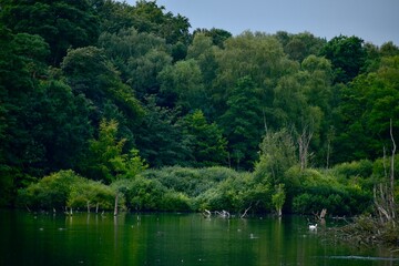 Dramatic landscape with a river in the wood, summer, Clumber lake, England, UK	