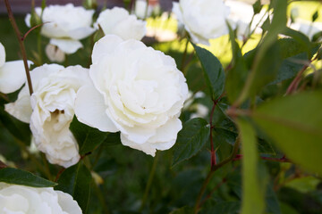 White rose under shadow - background blur