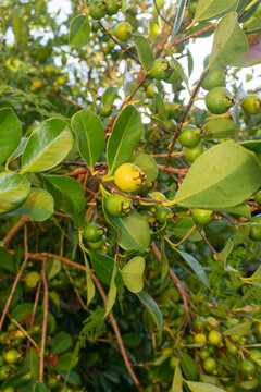 Psidium cattleyanum (Strawberry Guava) native fruit in Sao Francisco de Paula, South of Brazil