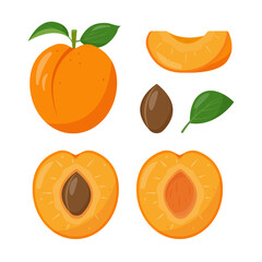 Fresh apricot fruits icons. Whole and half apricots, leaves, pit and piece. Organic fruit for juice, smoothie or vitamin healthy food. Vector illustration isolated on white background.