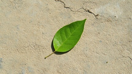 Single green leaf lying on a beige-colored surface with cracks and crevices. the leaf appears to be fresh and healthy, with a pointed tip and a smooth texture.
