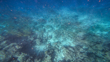 Snorkeling in the waters of Zanzibar, Tanzania