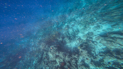 Snorkeling in the waters of Zanzibar, Tanzania