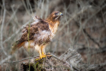 A red tailed hawk eating a garden snake in the woods in Winter. 