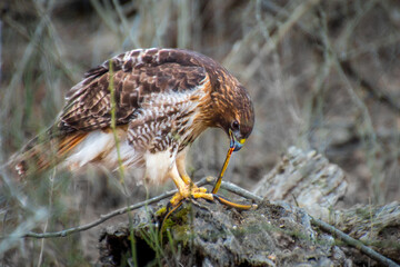 A red tailed hawk eating a garden snake in the woods in Winter. 