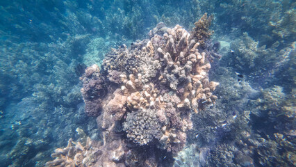 Snorkeling in the waters of Zanzibar, Tanzania