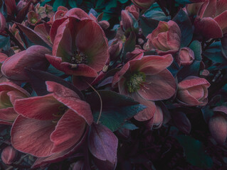 Beautiful close-up of Helleborus orientalis (Lenten rose) in bloom as dark mystical mysterious floral elegant backdrop background