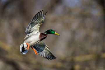 Stockente (Anas platyrhynchos) Männchen