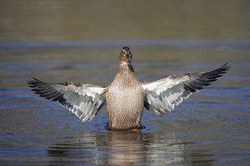Stockente (Anas platyrhynchos) Weibchen