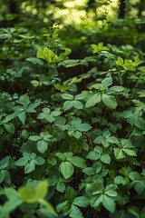 A dense forest filled with various green plants, suitable for use in environmental or nature-themed projects