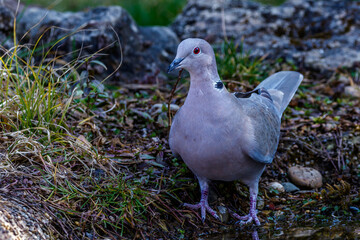 Türkentaube (Streptopelia decaocto)