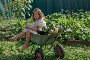 girl child collects vegetables in a garden bed on a farm, zucchini in a garden in a country house, autumn harvest. High quality photo