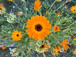 Calendula officinalis blooms orange in the natural garden. Close-up. The pot marigold, common marigold, ruddles, Mary's gold or Scotch marigold, is a flowering plant in the daisy family, Asteraceae.
