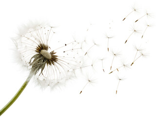 Dandelion seeds drifting softly in the breeze