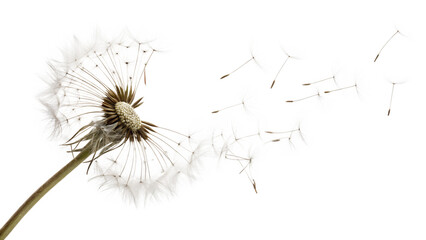 Dandelion seeds float in the breeze