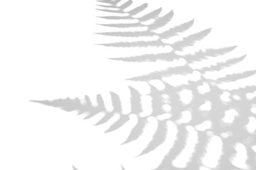 Naklejka premium Fern branch shadow. Leaf shadow overlay. Sunlight trough the leaf. Nature organic shadow. Blurred Leaf shadow and light on wall background. 3d rendering