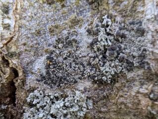 Lichens growing on a tree trunk