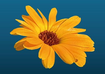 Calendula officinalis orange flower isolated on turquoise background. Potted or common marigold, ruddles, Mary's gold, Scottish marigold, daisy family. Close-up detailed shot. Design element. 