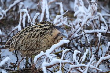 The Eurasian bittern or great bittern (Botaurus stellaris stellaris) is a wading bird in the bittern subfamily (Botaurinae) of the heron family Ardeidae. This photo was taken in Japan.