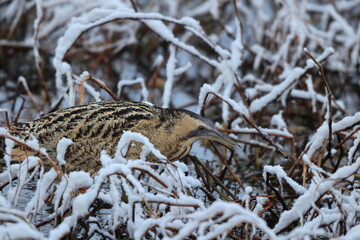 The Eurasian bittern or great bittern (Botaurus stellaris stellaris) is a wading bird in the bittern subfamily (Botaurinae) of the heron family Ardeidae. This photo was taken in Japan.