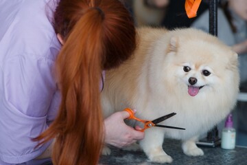 A red-haired girl groomer at a grooming competition cuts a white old spitz with scissors. The dog looks at her questioningly